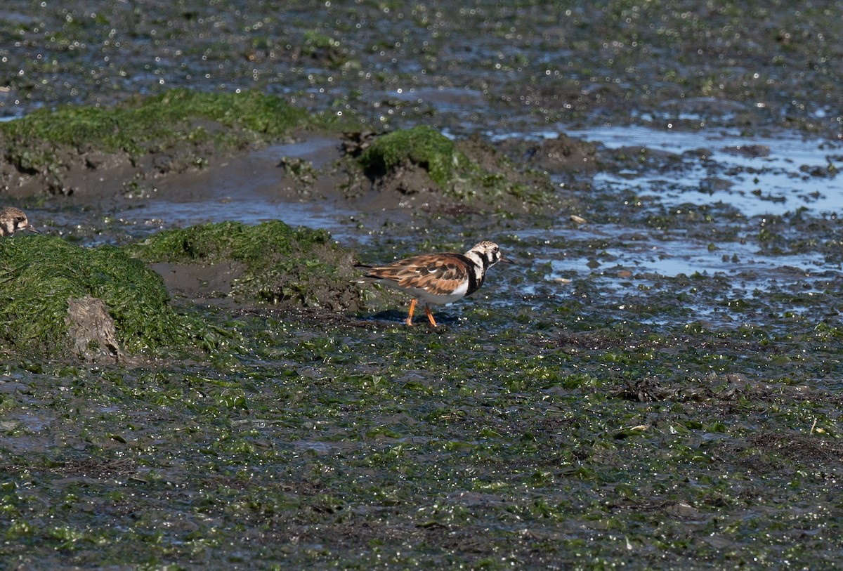 Ruddy Turnstone - Bárbara Morais