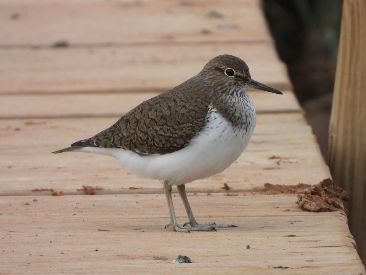 Common Sandpiper - Luis Miguel Pérez Peinado