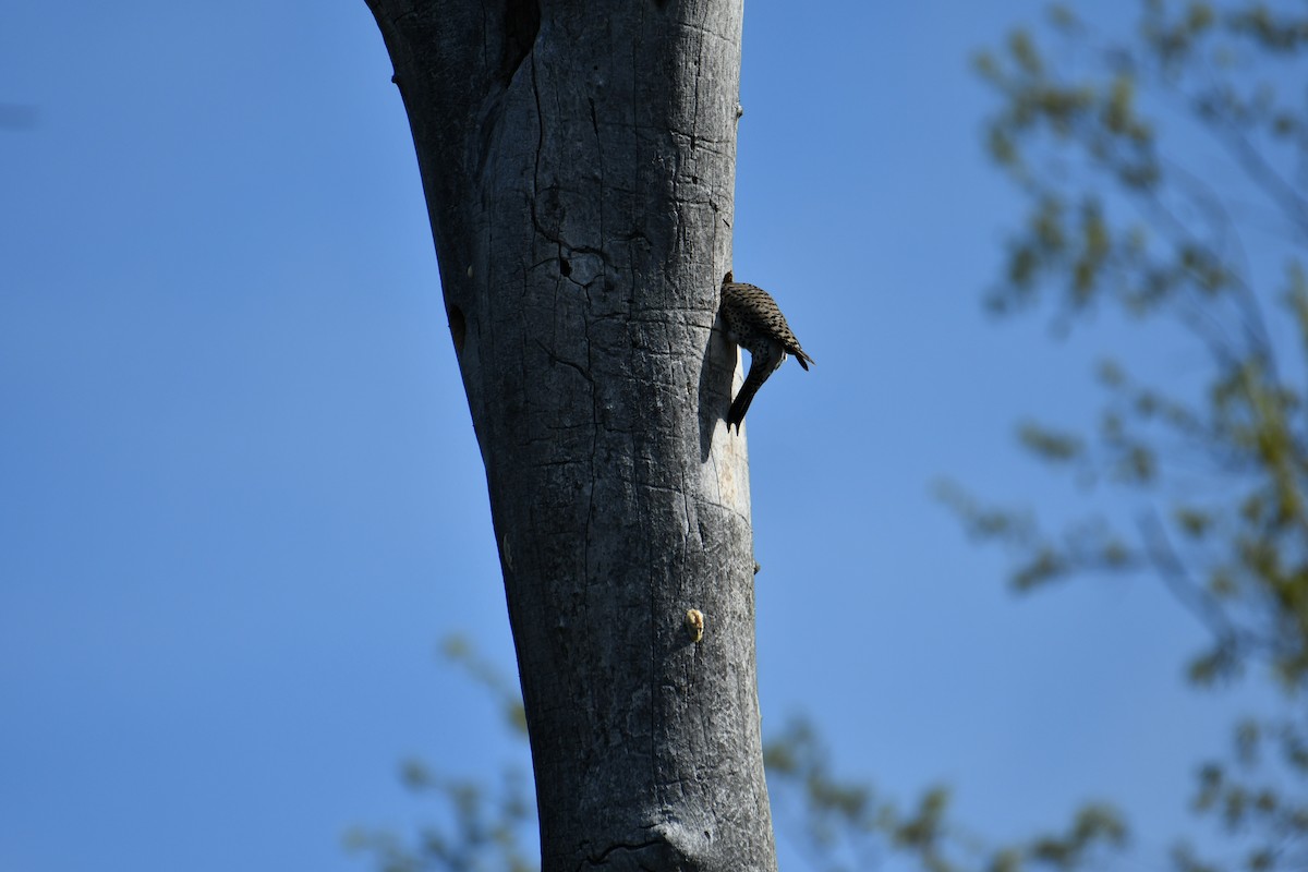 Northern Flicker - ML618504656