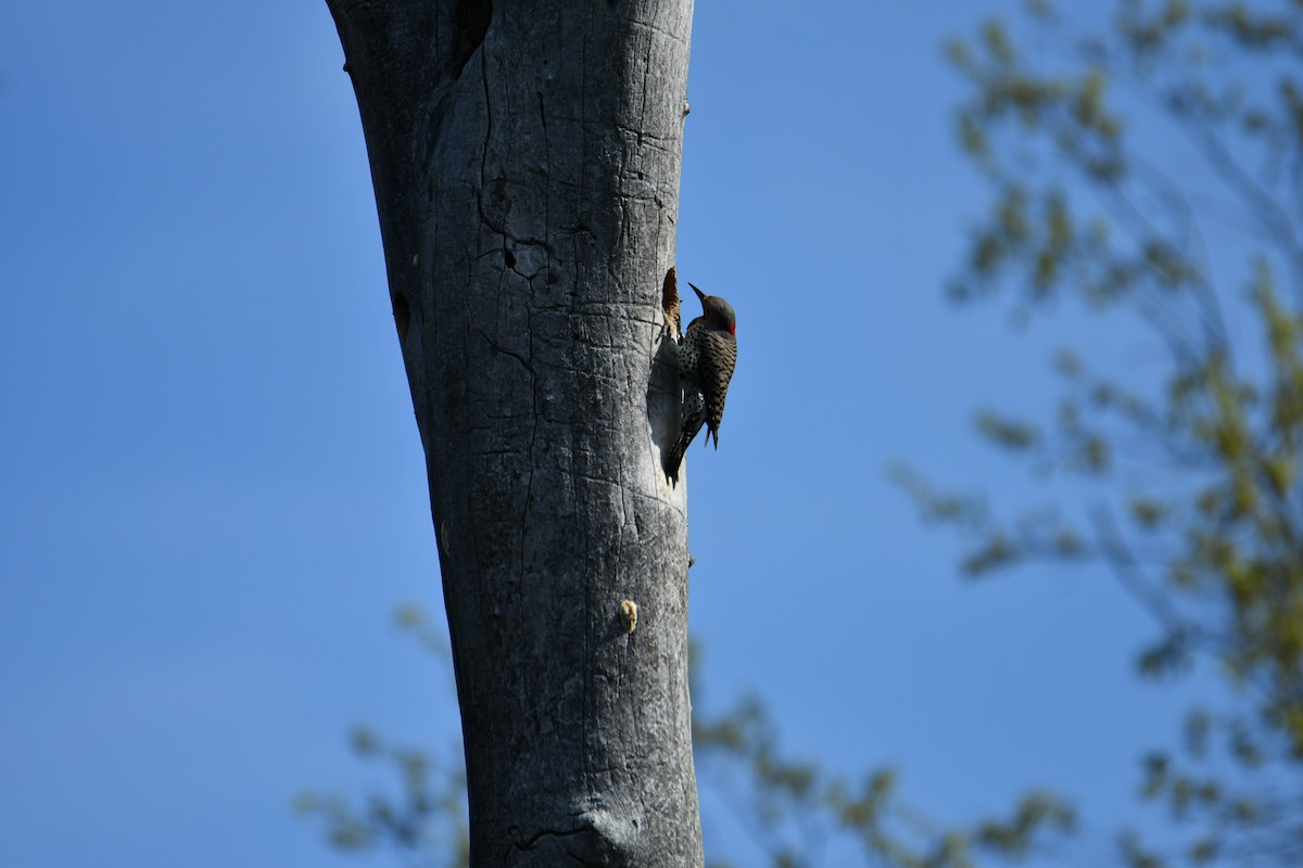 Northern Flicker - ML618504660