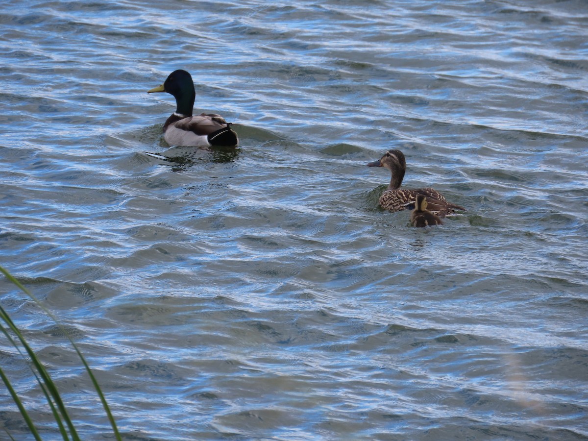 Canard colvert - ML618504662