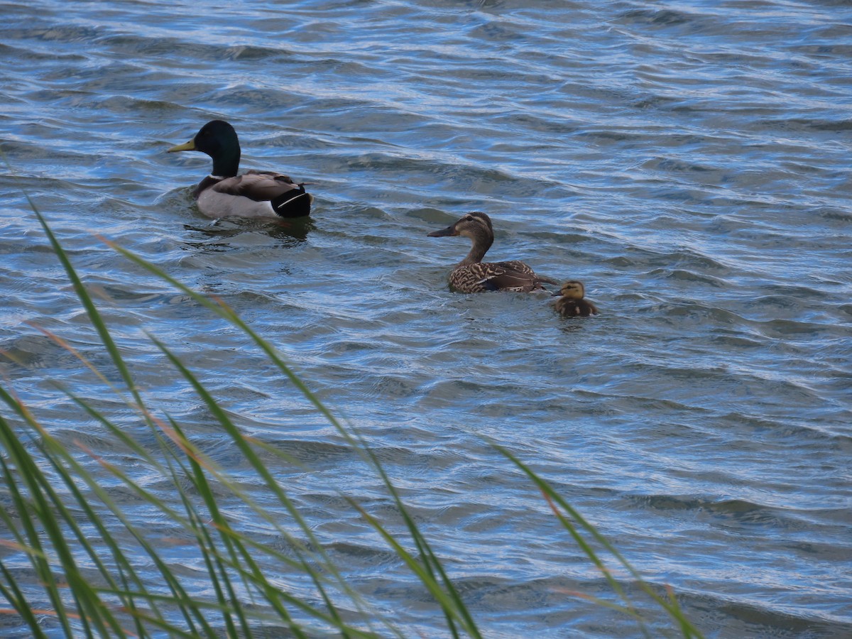 Canard colvert - ML618504663