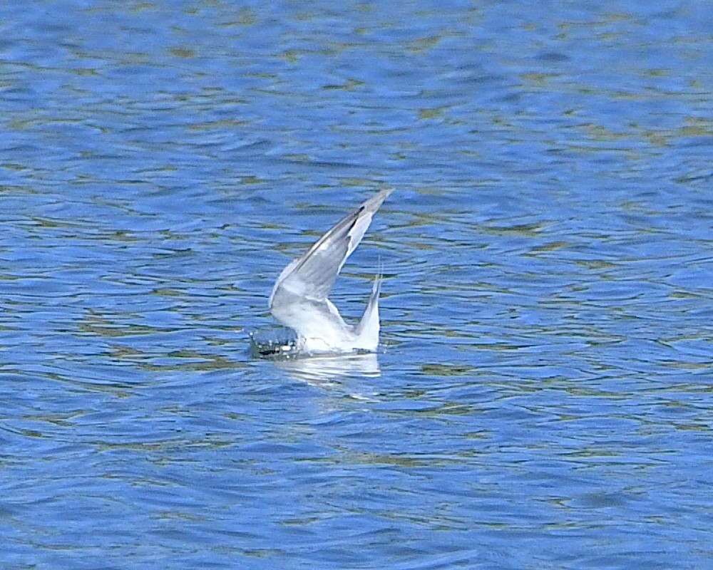 Least Tern - Ted Wolff