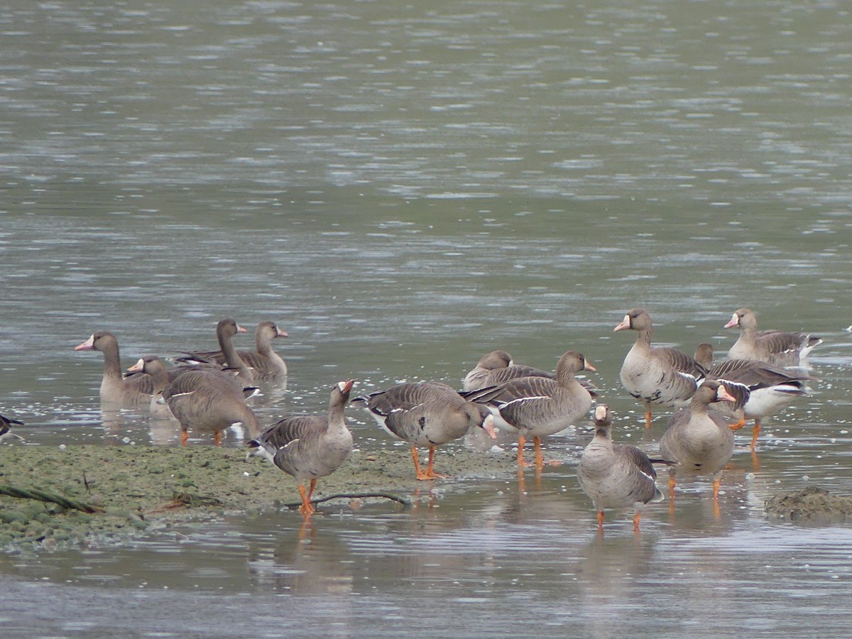 Greater White-fronted Goose - Gus van Vliet