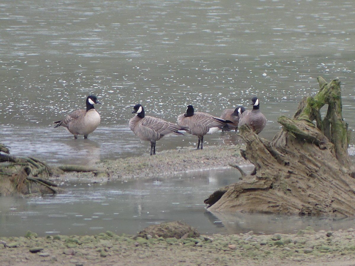 Cackling Goose (minima) - ML618504764