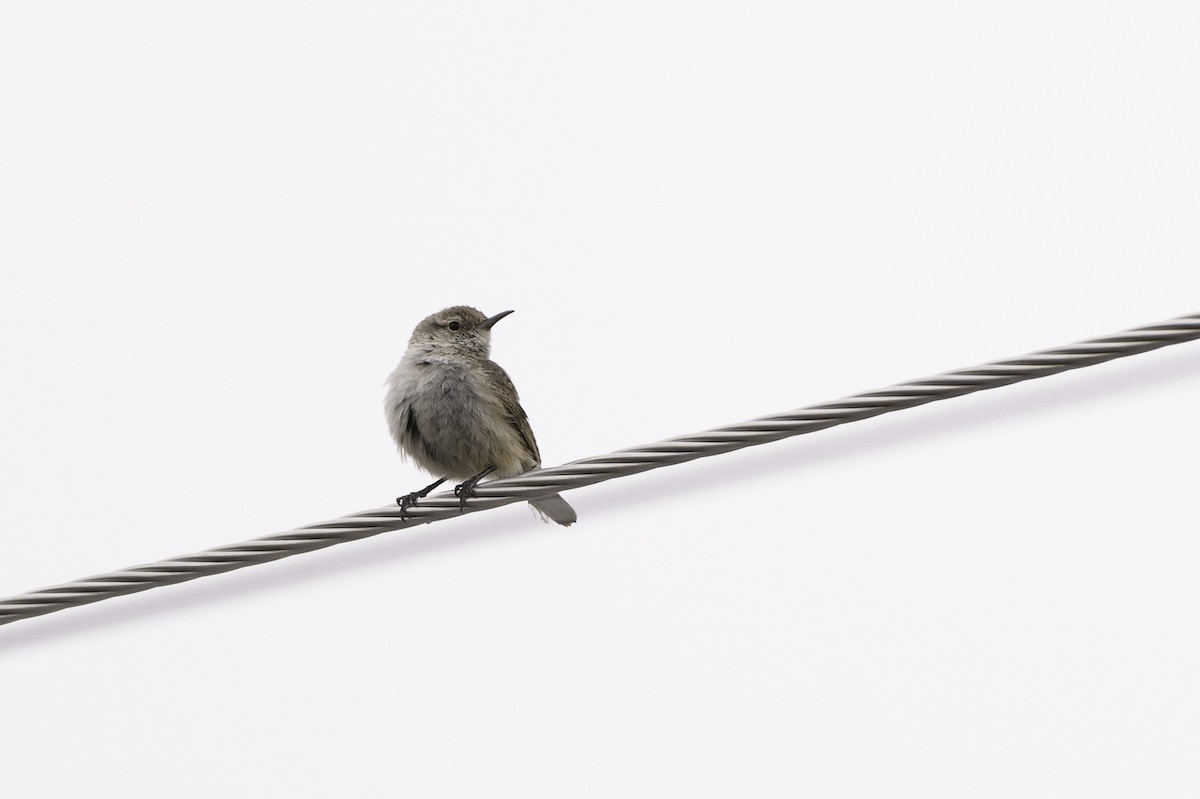 Rock Wren - Amy Hudechek