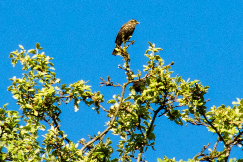 Red-winged Blackbird - ML618504818