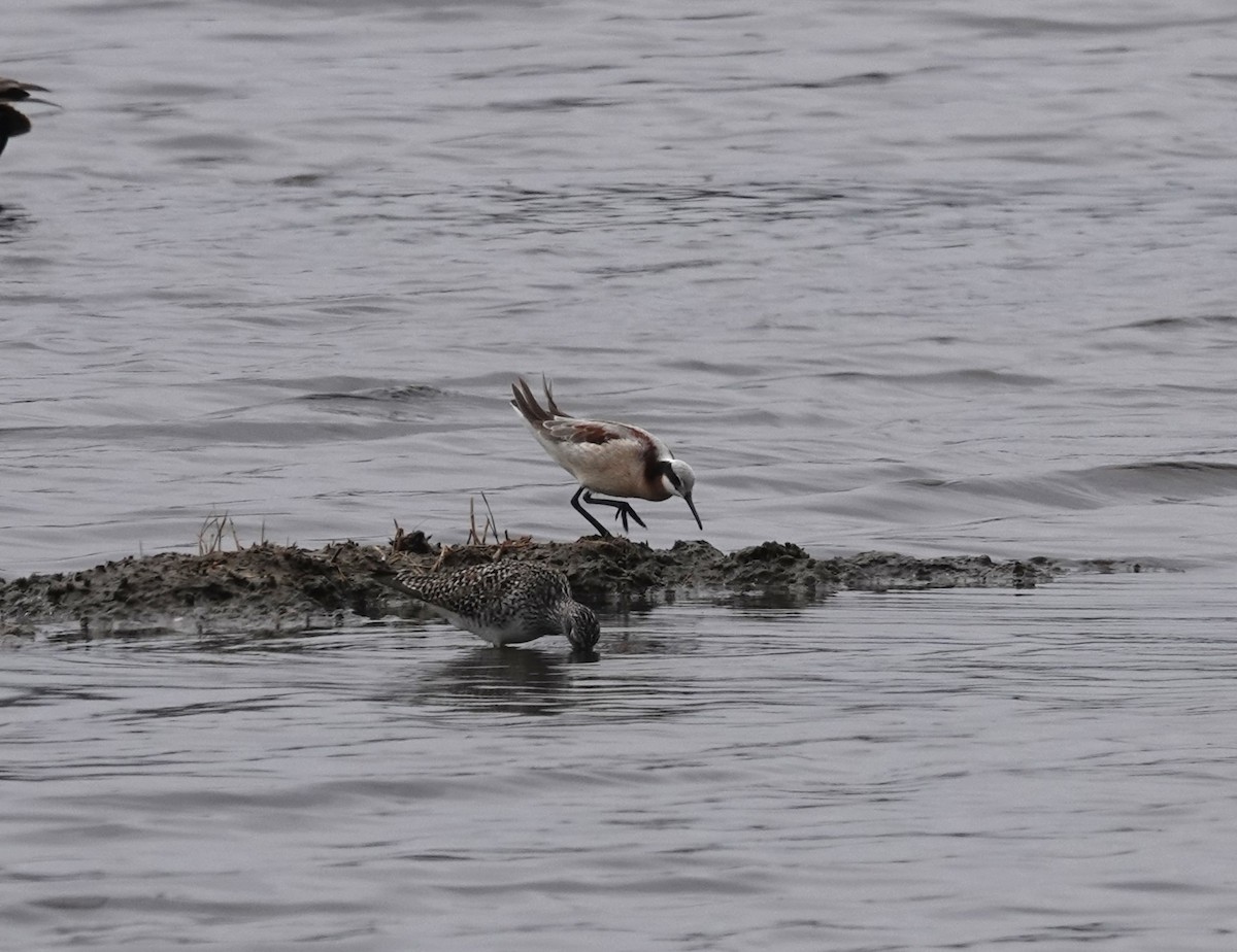 Wilson's Phalarope - Nathan Hall