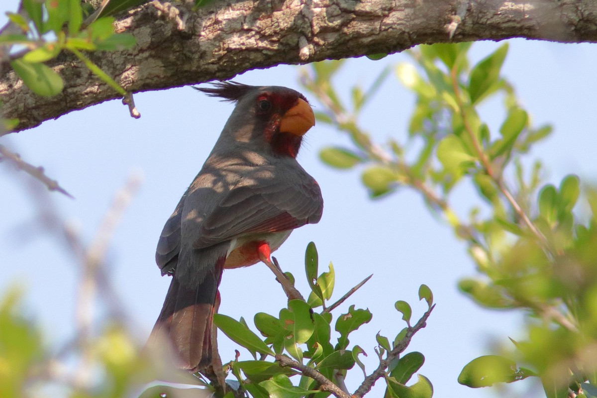 Cardinal pyrrhuloxia - ML618504856