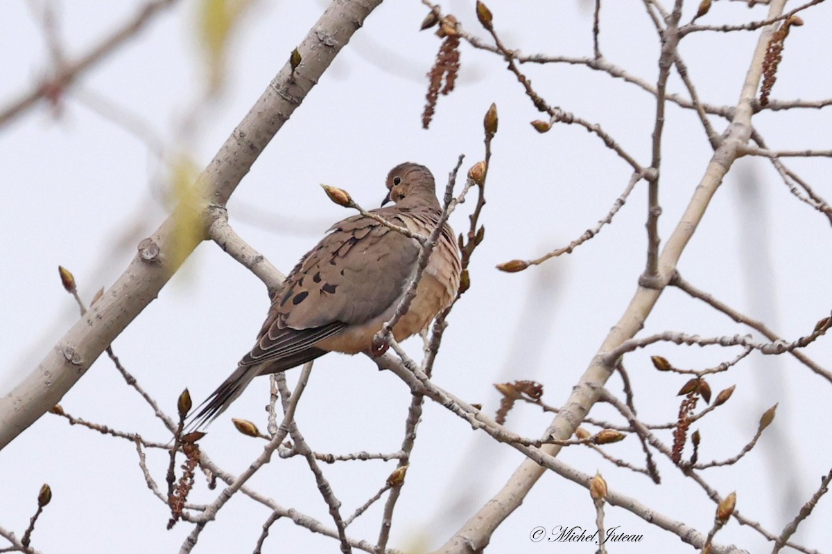 Mourning Dove - ML618504863