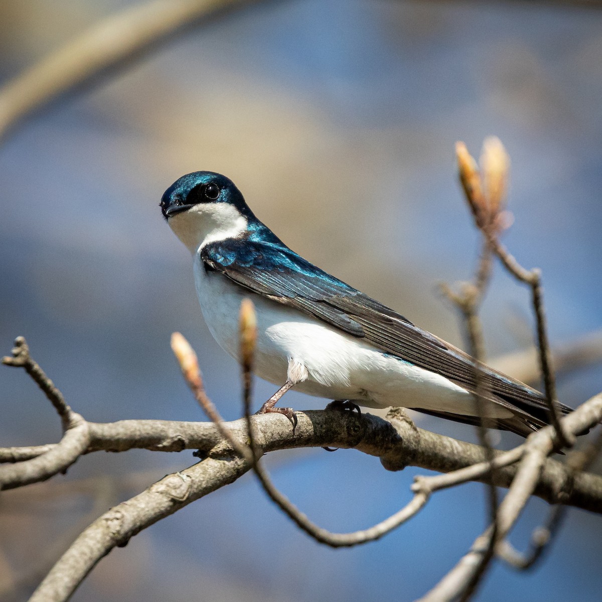 Tree Swallow - Robert Reed