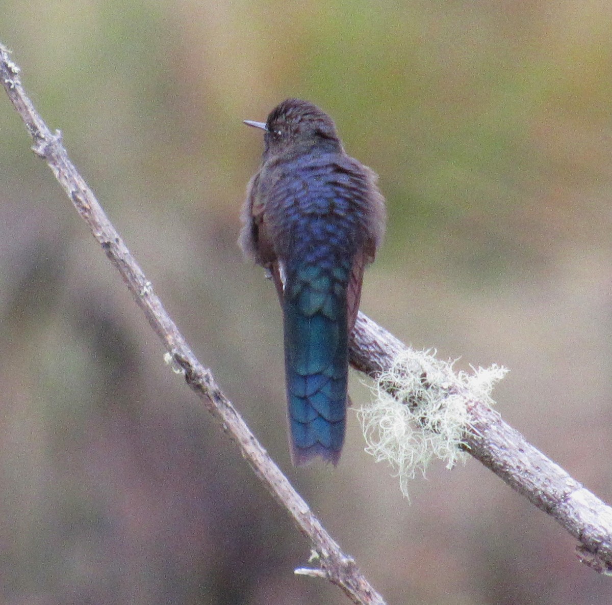 kolibřík modropláštíkový - ML618504933