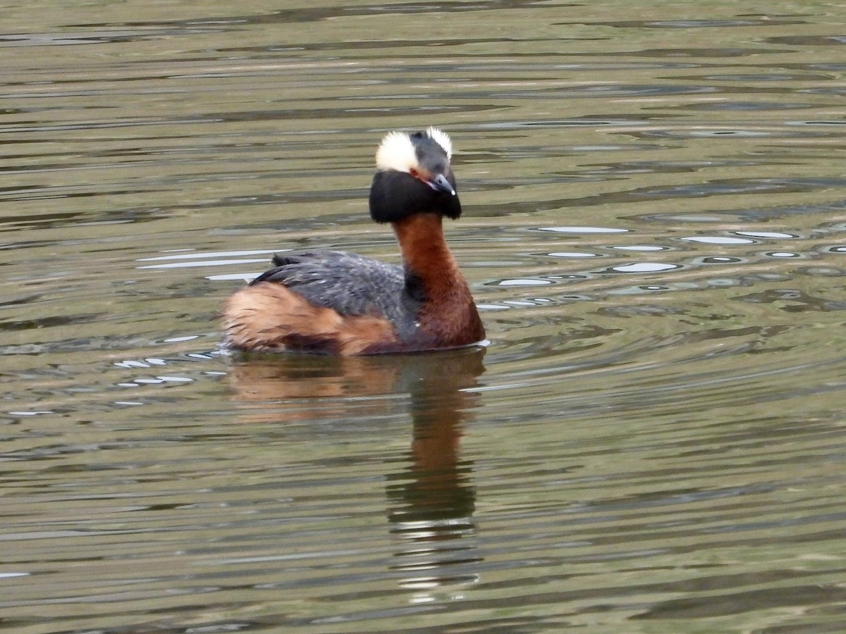 Horned Grebe - George Halmazna