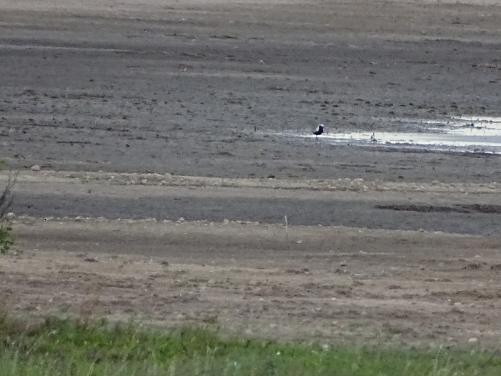 Black-bellied Plover - Jesús Ruyman Gómez Nieto