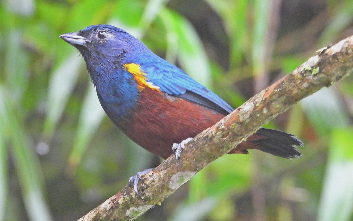 Chestnut-bellied Euphonia - Miguel Angelo Biz