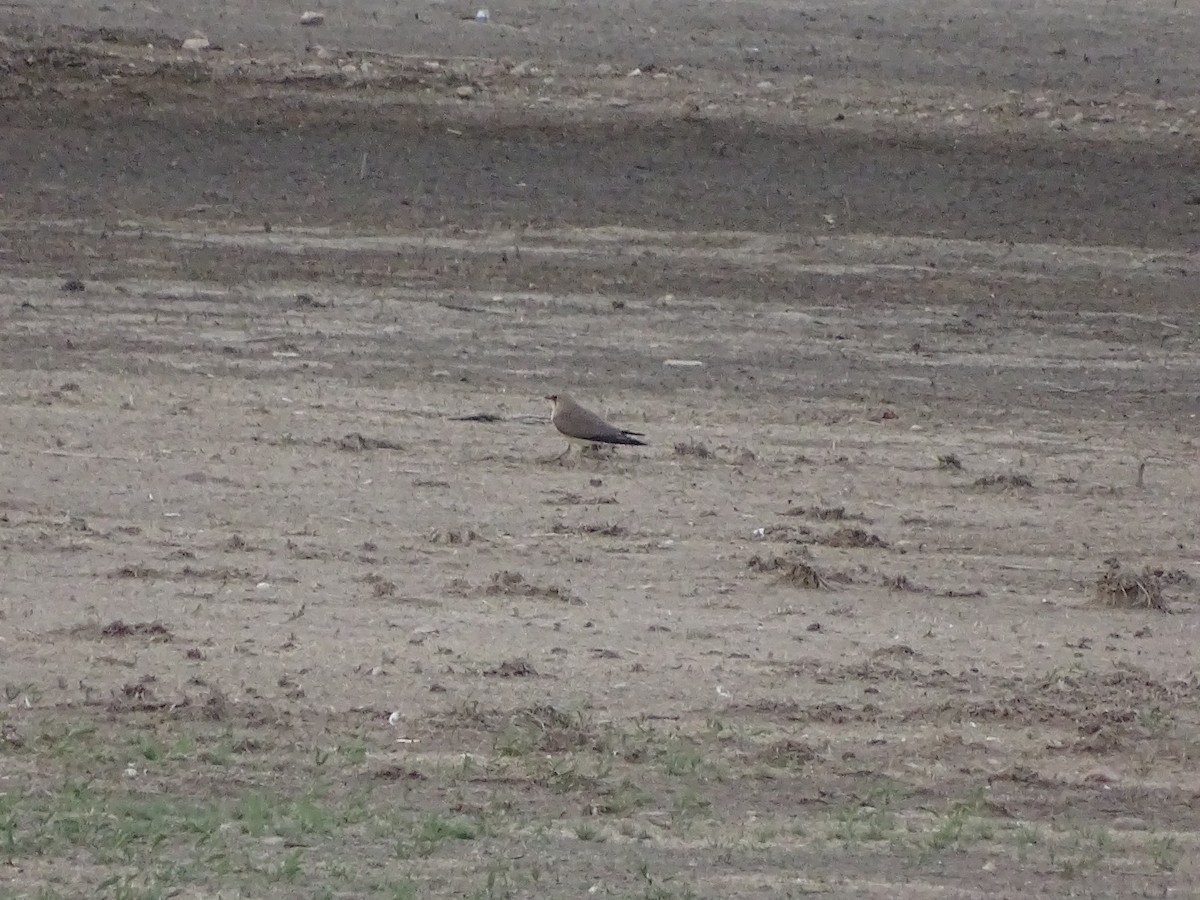 Collared Pratincole - Jesús Ruyman Gómez Nieto