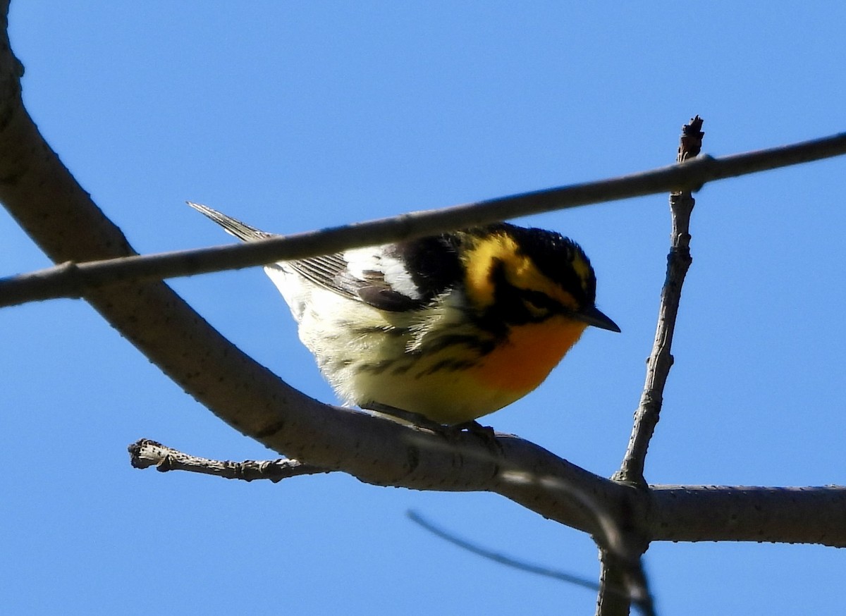 Blackburnian Warbler - ML618505106