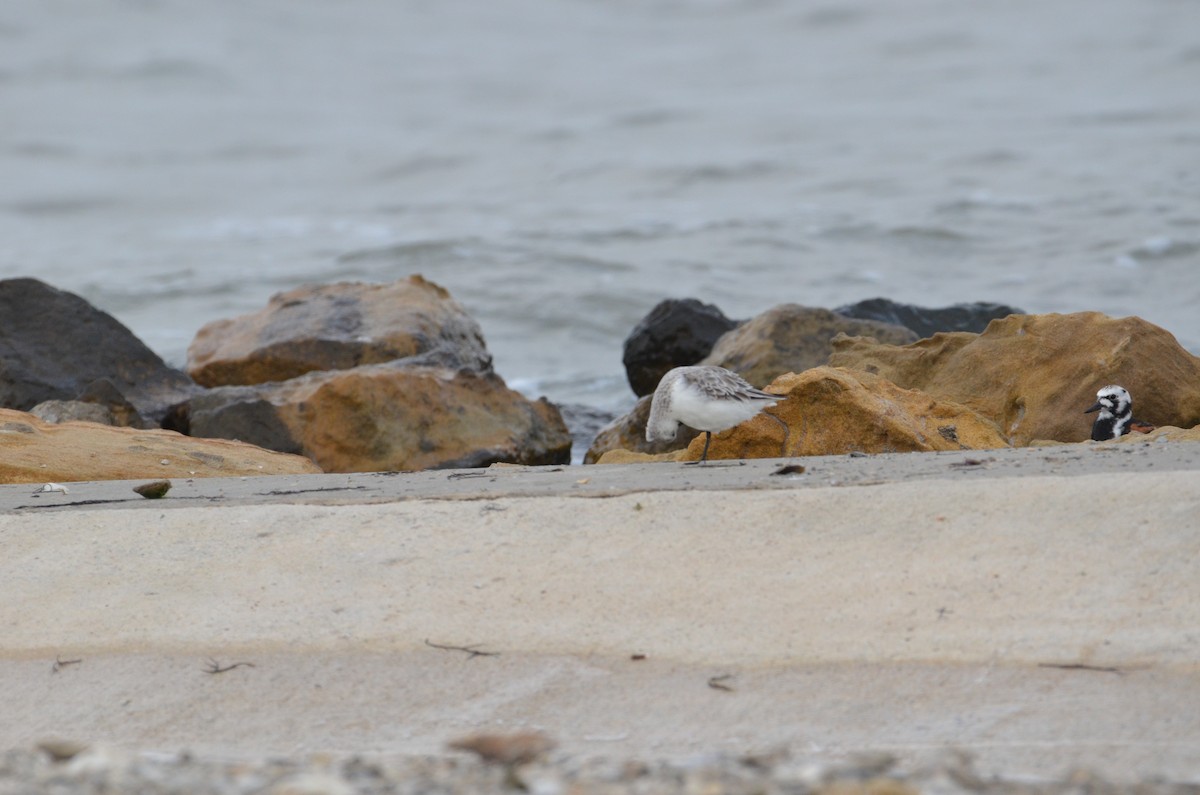 Sanderling - Arjun Vadlamani