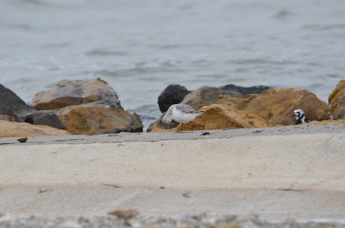 Sanderling - Arjun Vadlamani