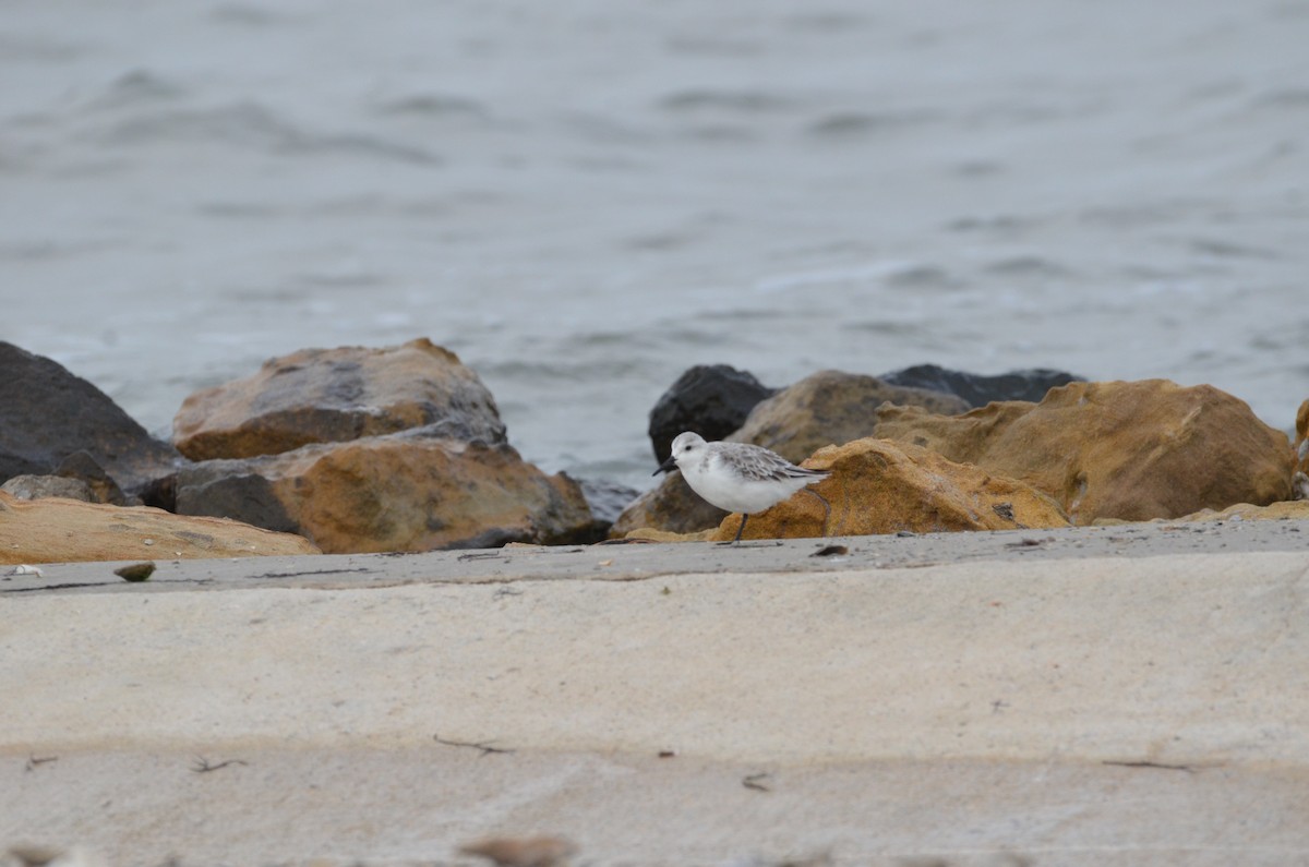 Sanderling - Arjun Vadlamani