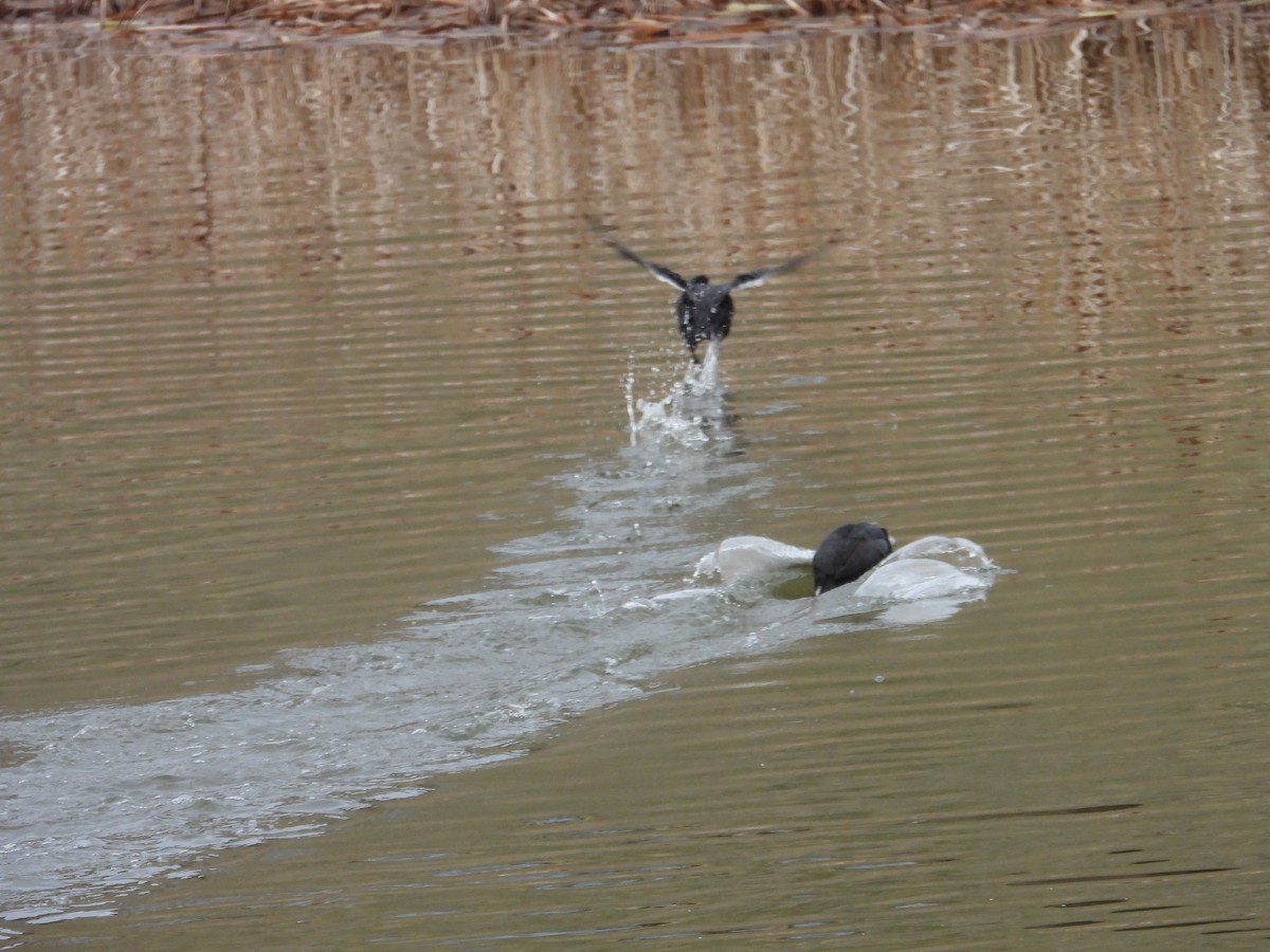 American Coot - ML618505127