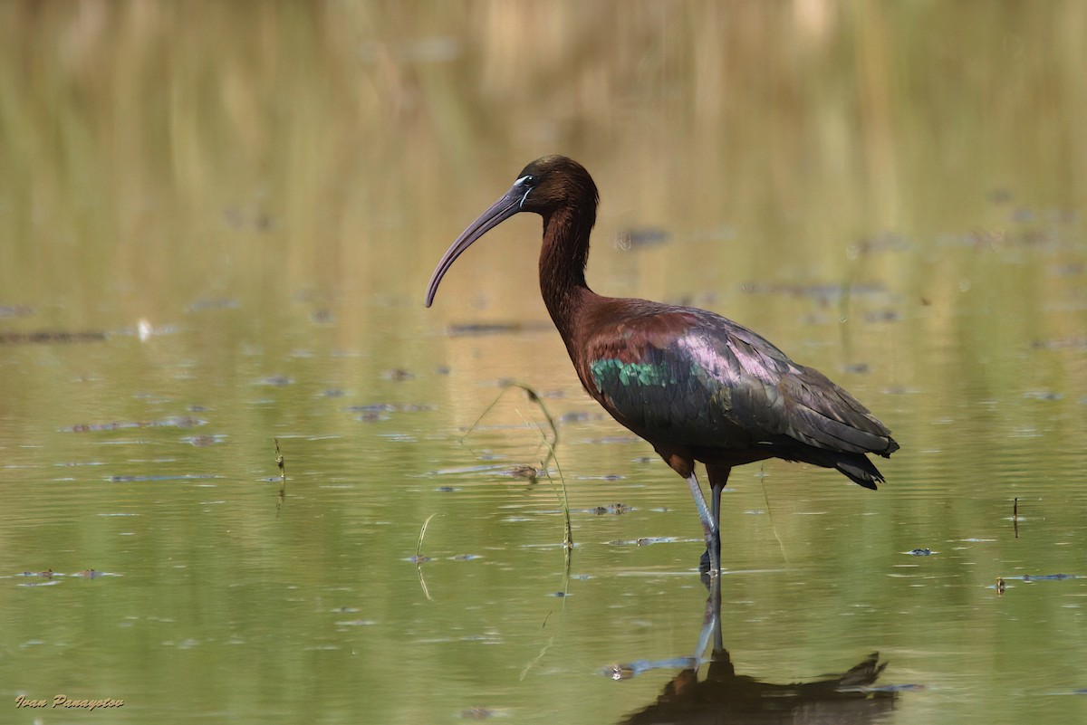 Glossy Ibis - ML618505134