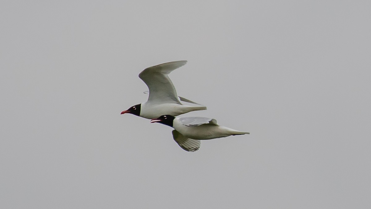 Mediterranean Gull - Milan Martic