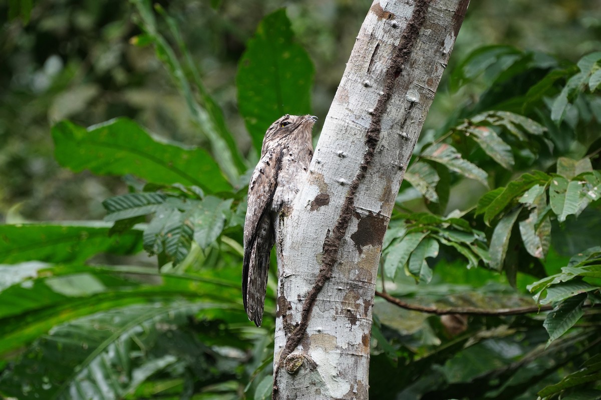 Common Potoo - Nick Leiby