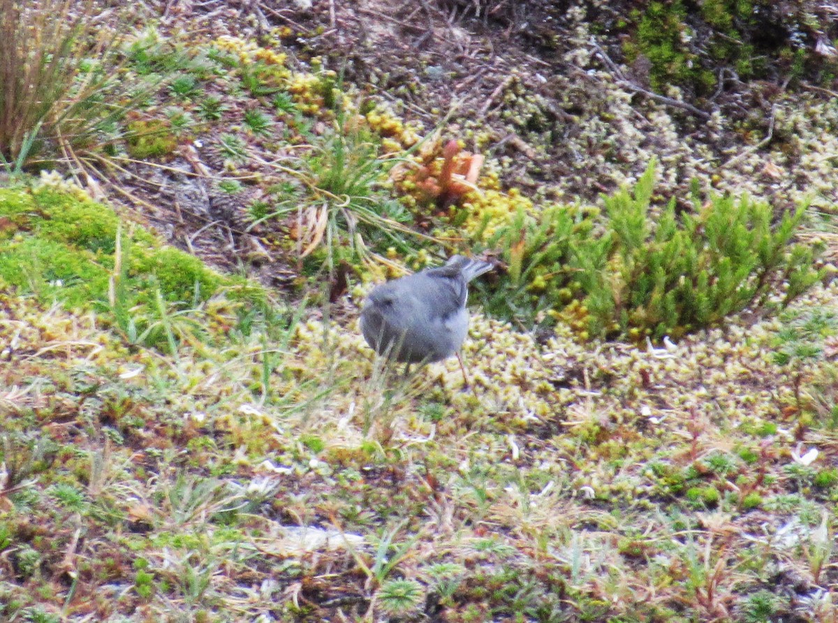 Plumbeous Sierra Finch - ML618505269