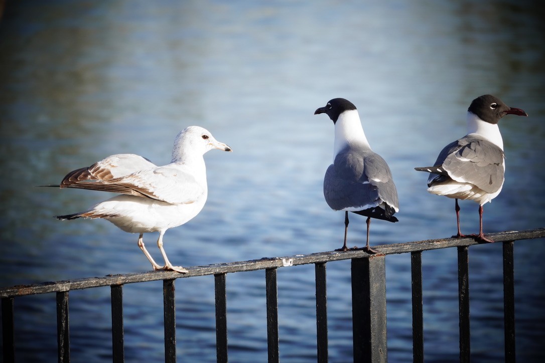 Laughing Gull - ML618505280