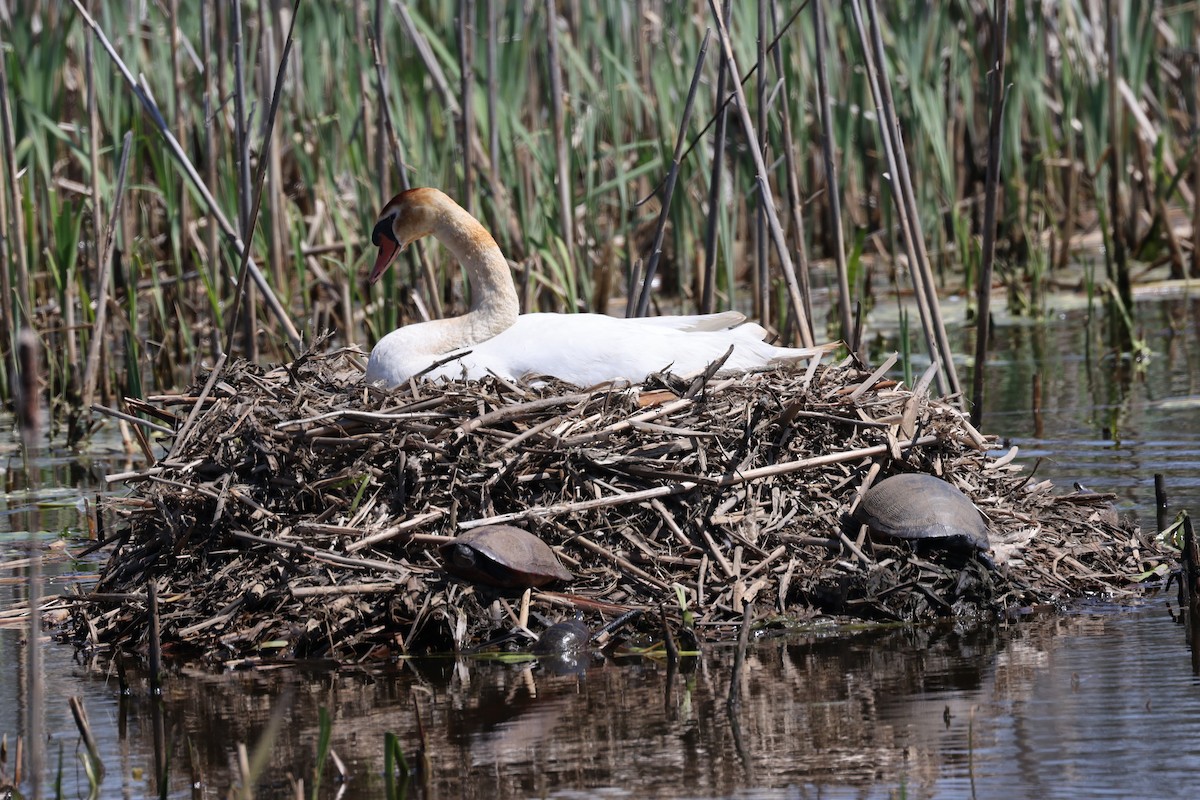 Cygne tuberculé - ML618505285