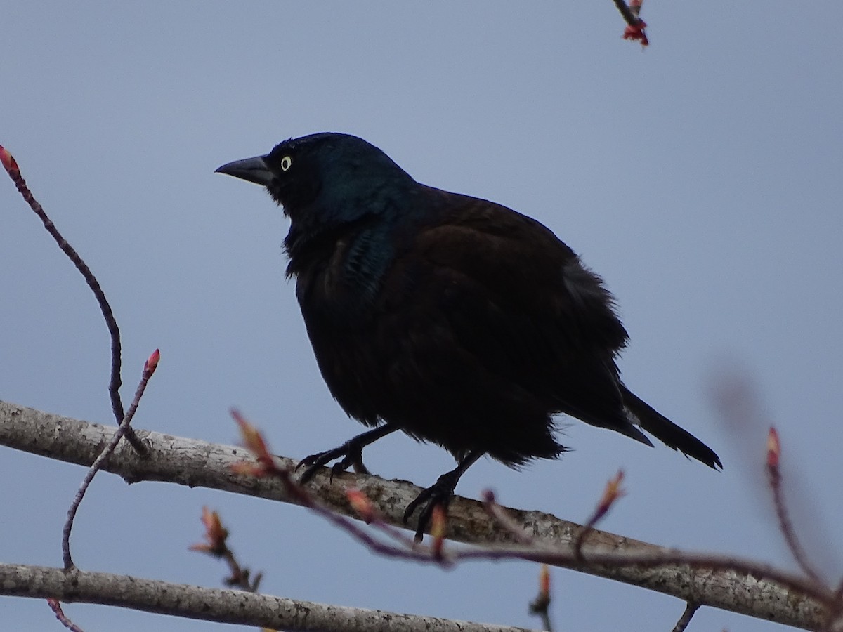 Common Grackle (Bronzed) - Shey Claflin