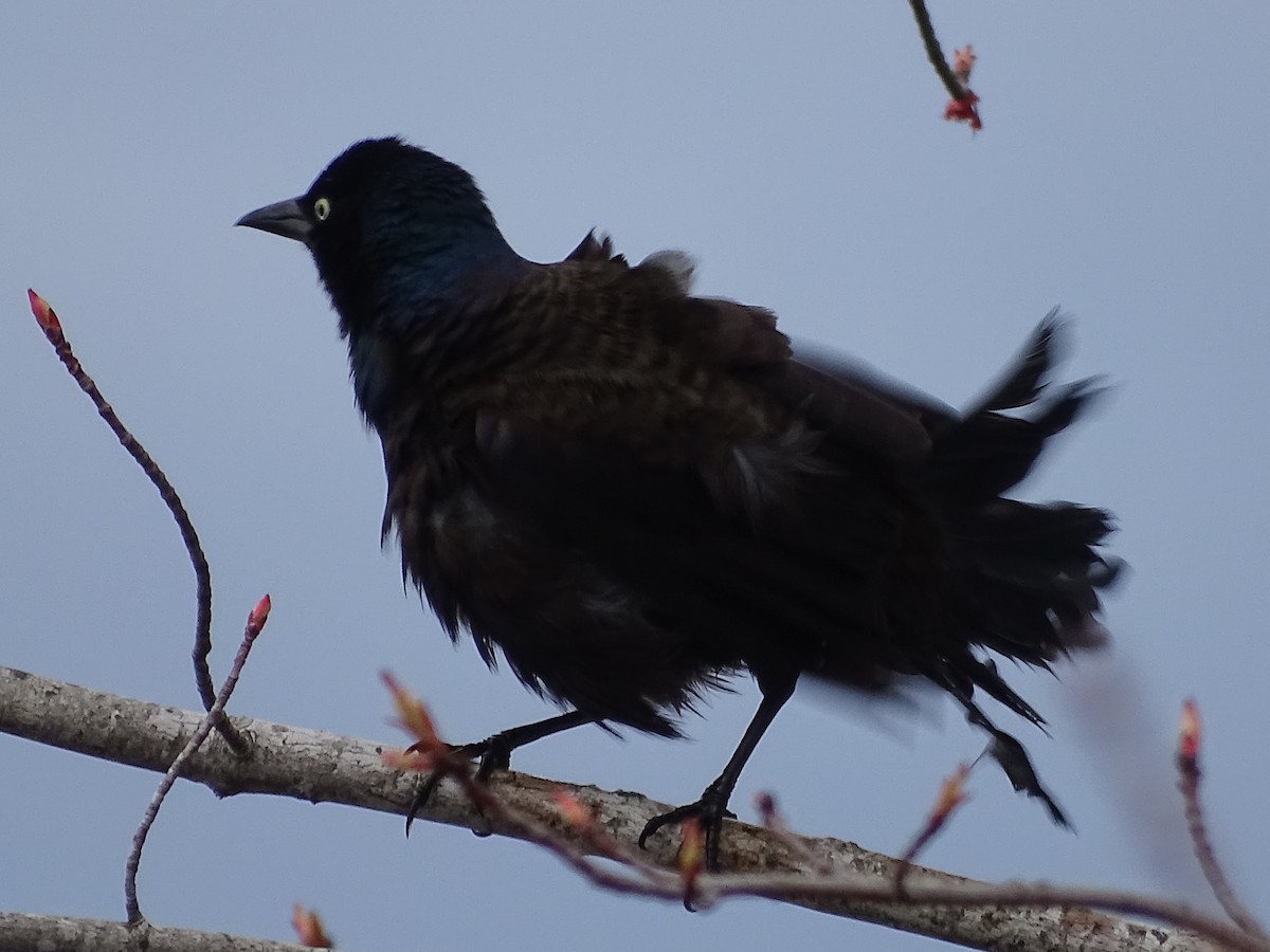 Common Grackle (Bronzed) - ML618505314