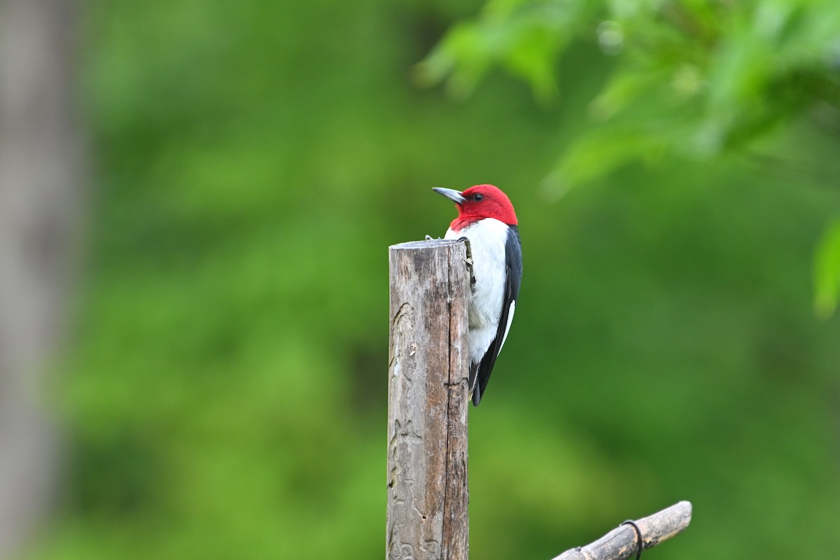 Red-headed Woodpecker - Donald Casavecchia