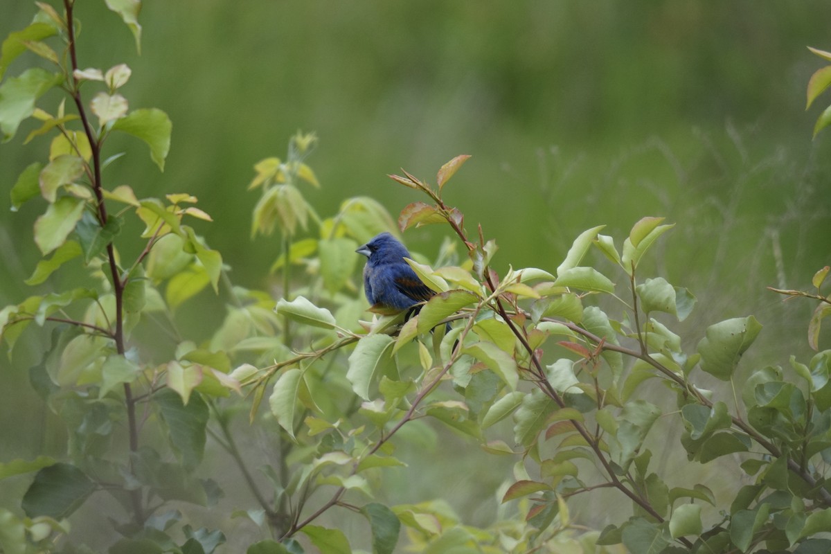 Blue Grosbeak - Austin Jones