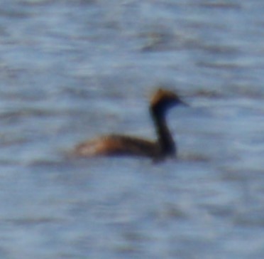 Eared Grebe - Liz Almlie