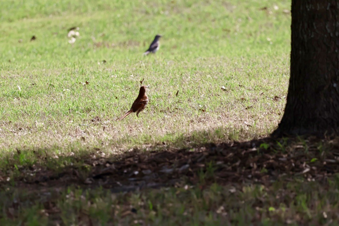 Brown Thrasher - CNM LadybirDARs