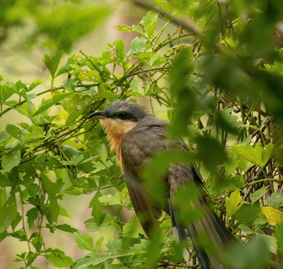 Mangrove Cuckoo - Charlie Plimpton