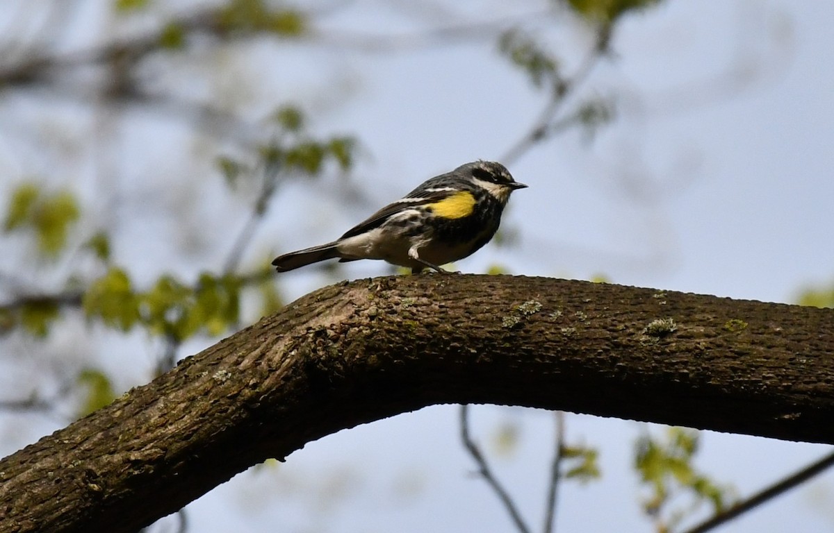 Yellow-rumped Warbler - ML618505472