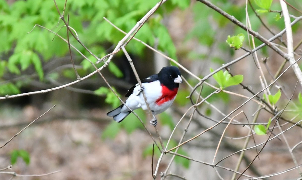 Rose-breasted Grosbeak - ML618505483