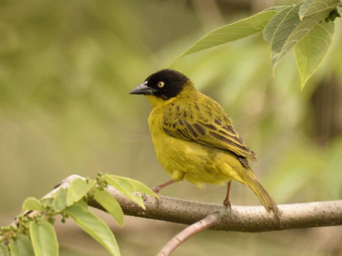 Baglafecht Weaver - ML618505507