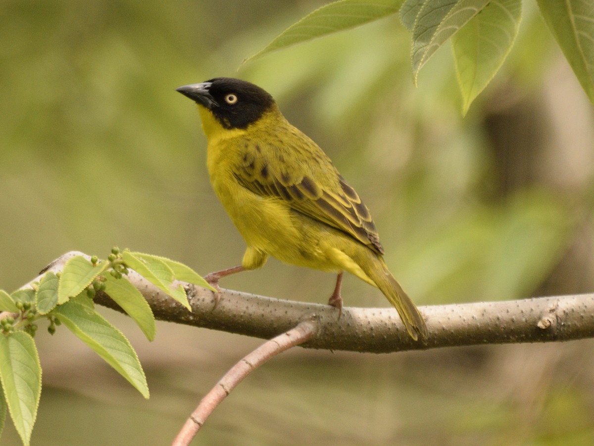 Baglafecht Weaver - ML618505508