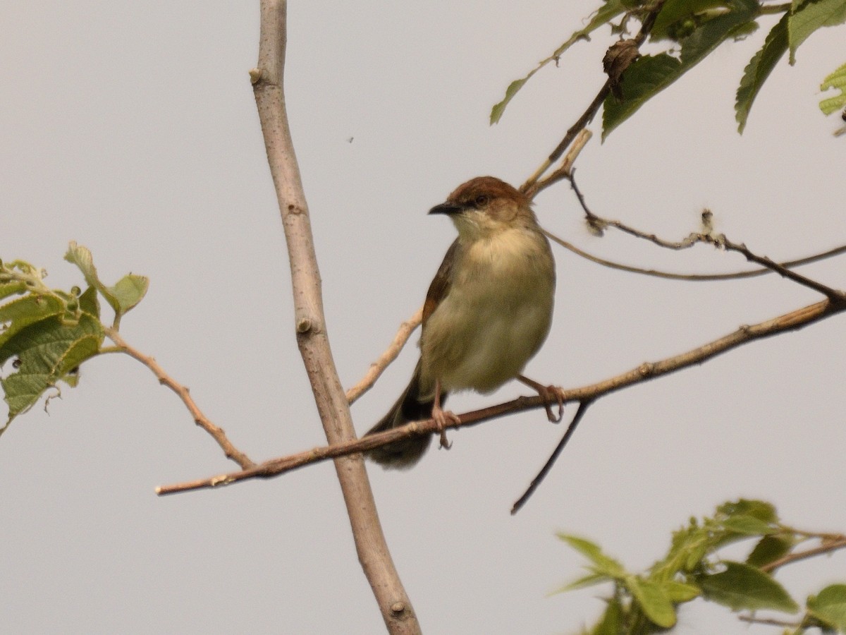 cisticola sp. - ML618505543