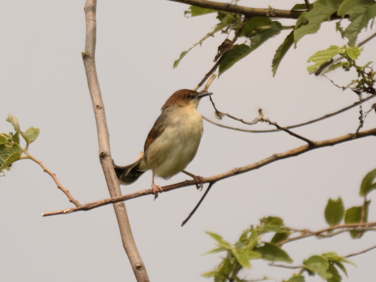 cisticola sp. - ML618505544