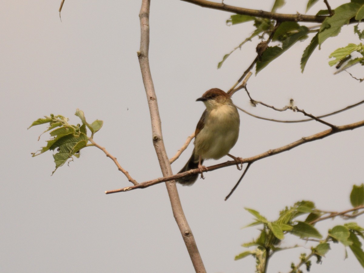 cisticola sp. - ML618505545