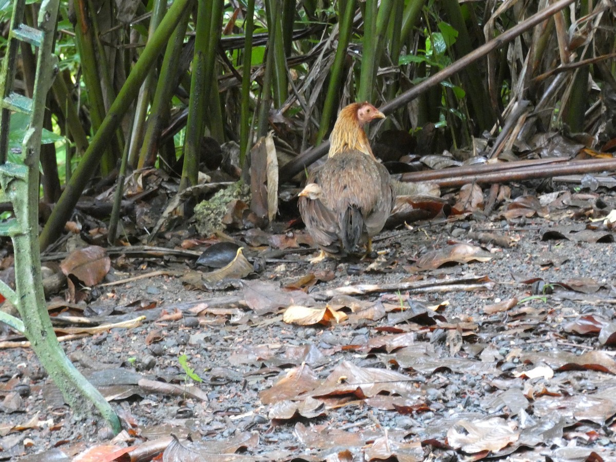 Red Junglefowl (Domestic type) - ML618505549