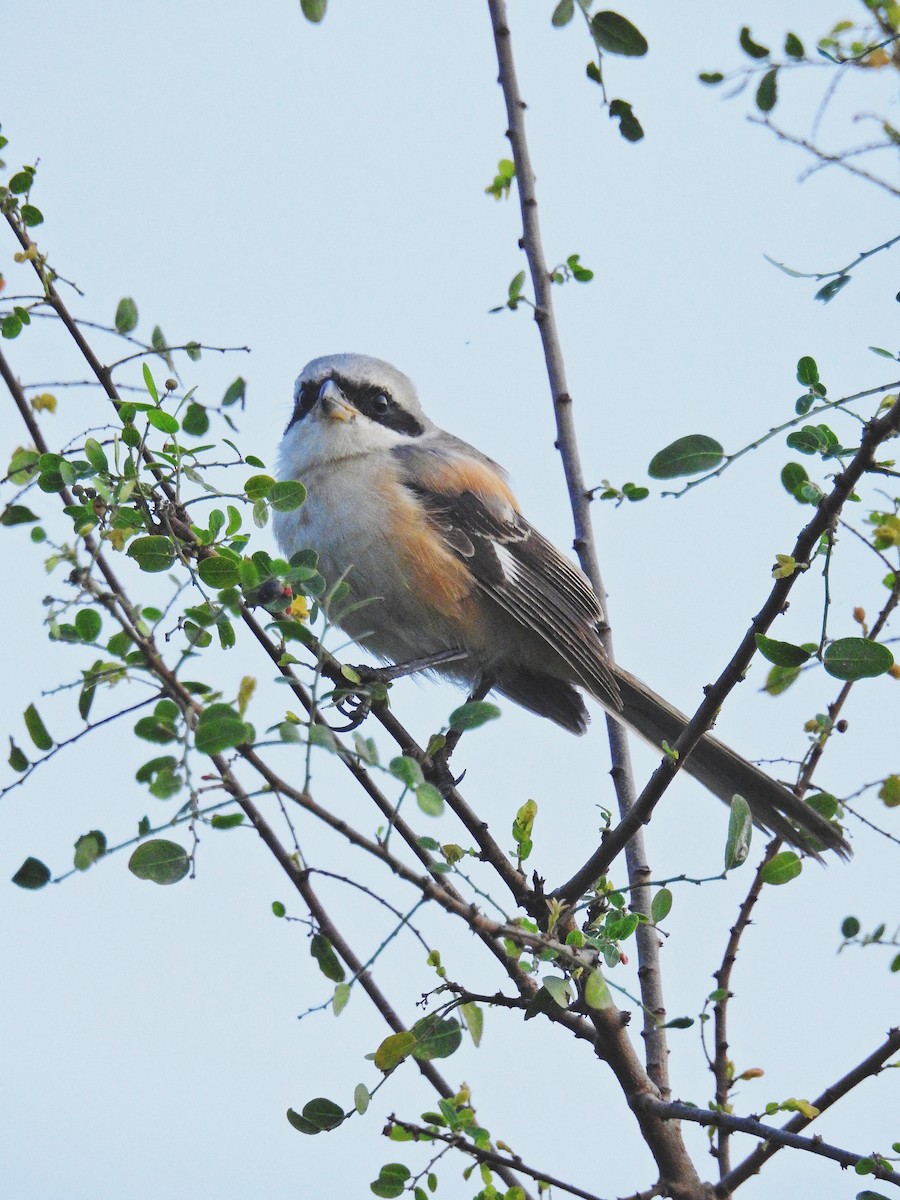 Long-tailed Shrike - Jayendra Rakesh Yeka