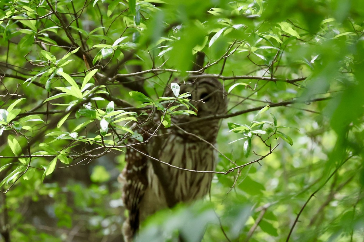 Barred Owl - ML618505580