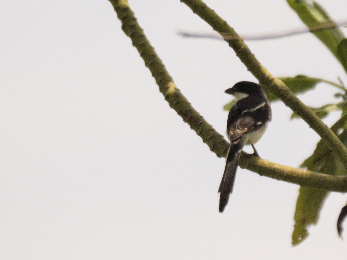 Гонолек тропічний - ML618505611