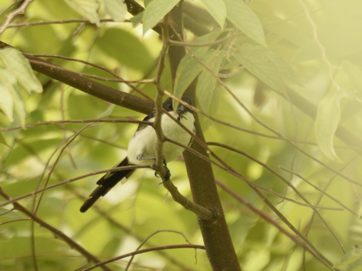 Tropical Boubou - ML618505612